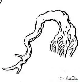 盆景製作重頭戲:圖文詳解根樁如何培育
