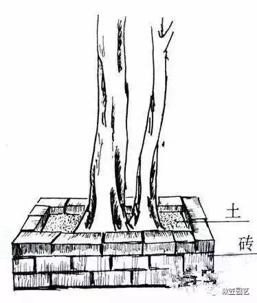 盆景製作重頭戲:圖文詳解根樁如何培育