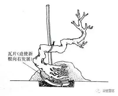 盆景製作重頭戲:圖文詳解根樁如何培育