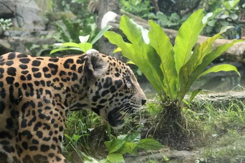 您不知道在新加坡也能夠經歷的10項生態旅遊體驗!
