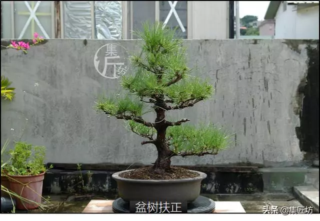 半成型盆景如何改作成型?15年高時間跨度,創作黑松盆景全解析!