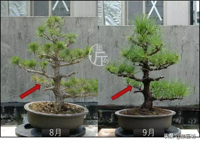 半成型盆景如何改作成型?15年高時間跨度,創作黑松盆景全解析!