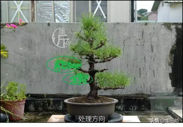 半成型盆景如何改作成型?15年高時間跨度,創作黑松盆景全解析!