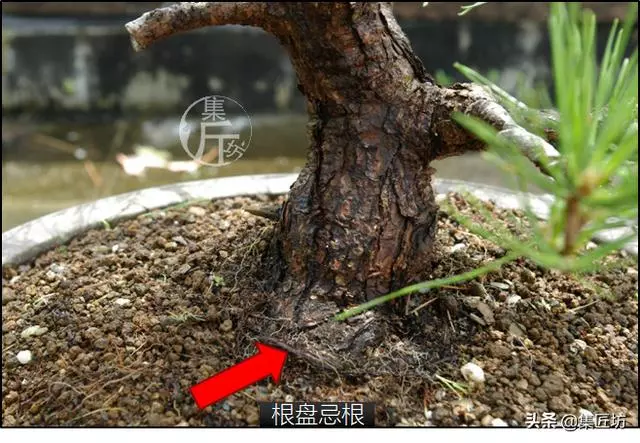 半成型盆景如何改作成型?15年高時間跨度,創作黑松盆景全解析!