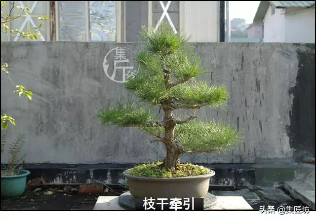 半成型盆景如何改作成型?15年高時間跨度,創作黑松盆景全解析!