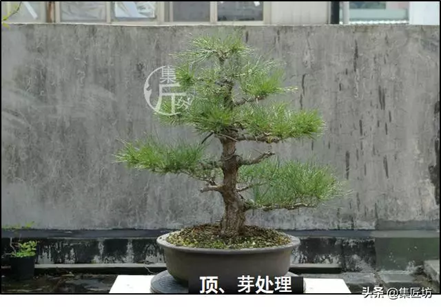 半成型盆景如何改作成型?15年高時間跨度,創作黑松盆景全解析!