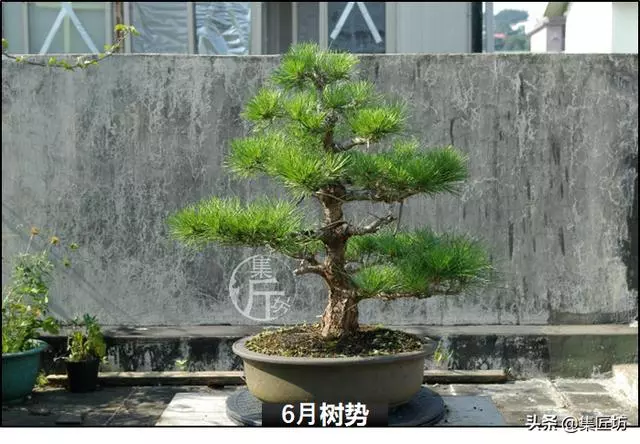 半成型盆景如何改作成型?15年高時間跨度,創作黑松盆景全解析!