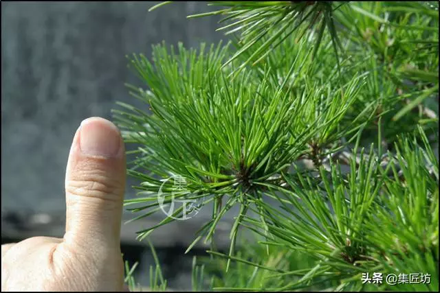 半成型盆景如何改作成型?15年高時間跨度,創作黑松盆景全解析!