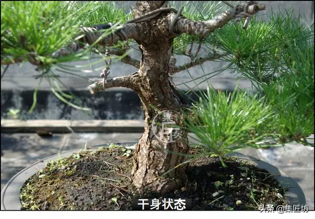 半成型盆景如何改作成型?15年高時間跨度,創作黑松盆景全解析!