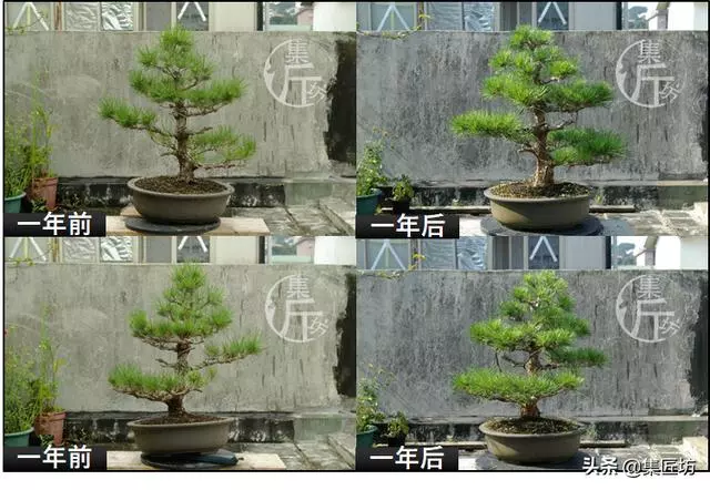 半成型盆景如何改作成型?15年高時間跨度,創作黑松盆景全解析!