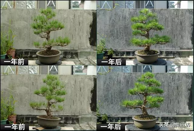 半成型盆景如何改作成型?15年高時間跨度,創作黑松盆景全解析!