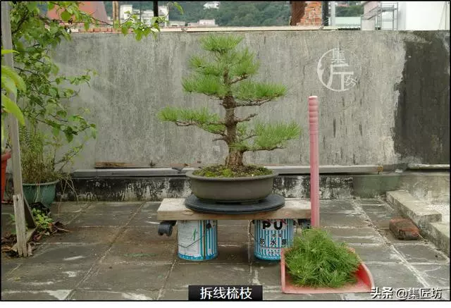 半成型盆景如何改作成型?15年高時間跨度,創作黑松盆景全解析!