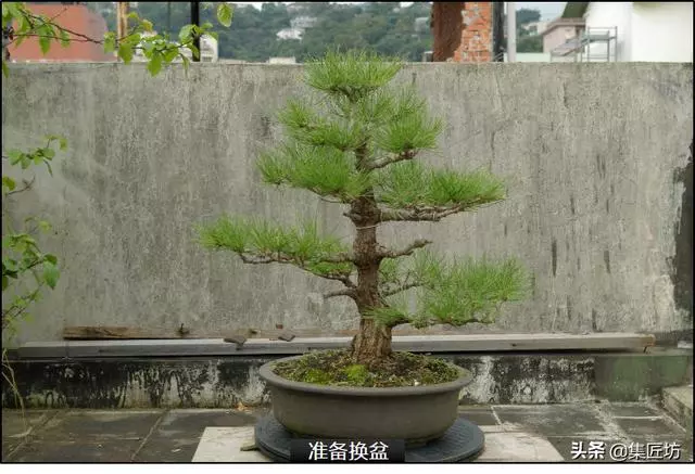 半成型盆景如何改作成型?15年高時間跨度,創作黑松盆景全解析!