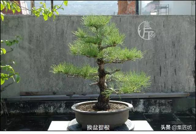 半成型盆景如何改作成型?15年高時間跨度,創作黑松盆景全解析!