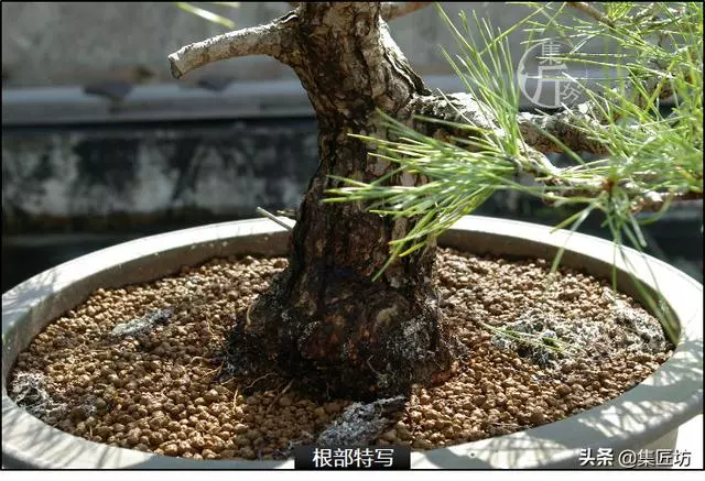 半成型盆景如何改作成型?15年高時間跨度,創作黑松盆景全解析!