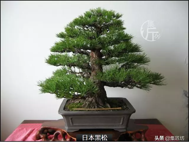 半成型盆景如何改作成型?15年高時間跨度,創作黑松盆景全解析!