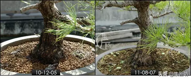 半成型盆景如何改作成型?15年高時間跨度,創作黑松盆景全解析!