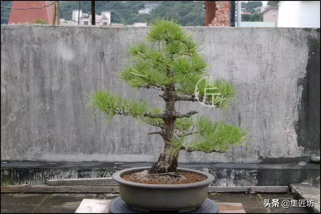 半成型盆景如何改作成型?15年高時間跨度,創作黑松盆景全解析!