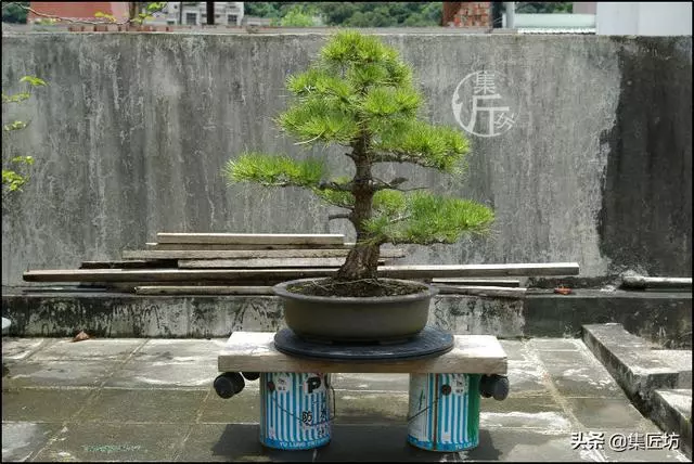 半成型盆景如何改作成型?15年高時間跨度,創作黑松盆景全解析!