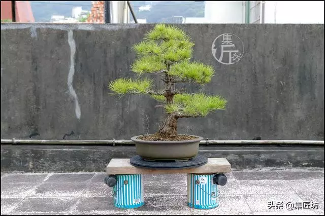 半成型盆景如何改作成型?15年高時間跨度,創作黑松盆景全解析!