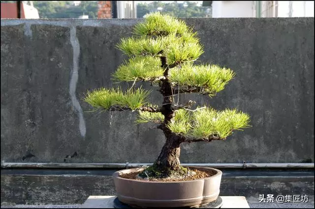半成型盆景如何改作成型?15年高時間跨度,創作黑松盆景全解析!