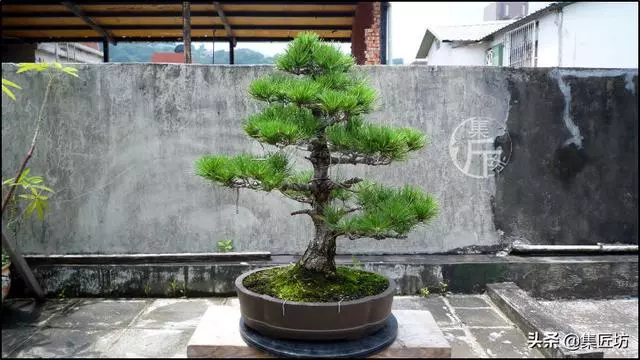 半成型盆景如何改作成型?15年高時間跨度,創作黑松盆景全解析!