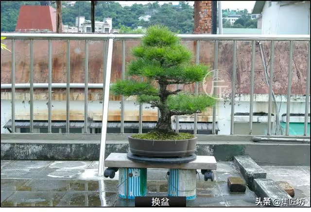 半成型盆景如何改作成型?15年高時間跨度,創作黑松盆景全解析!