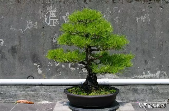 半成型盆景如何改作成型?15年高時間跨度,創作黑松盆景全解析!