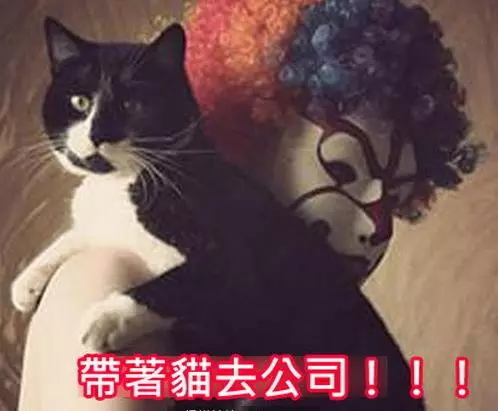 心血來潮用貓指紋做手機解鎖,結果劇情伸展開, 網友:從頭笑到尾XDDD