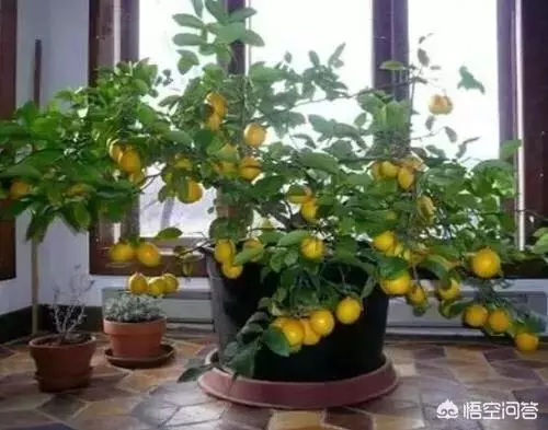 盆栽的檸檬坐果後,為什麼一直落果?