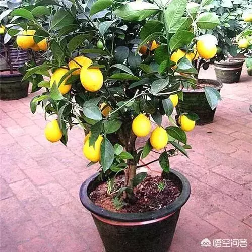 盆栽的檸檬坐果後,為什麼一直落果?