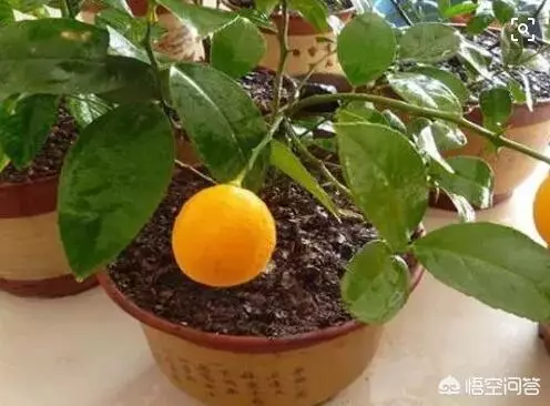 盆栽的檸檬坐果後,為什麼一直落果?