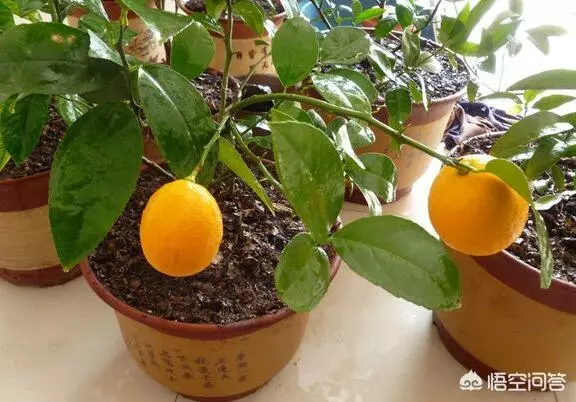 盆栽的檸檬坐果後,為什麼一直落果?