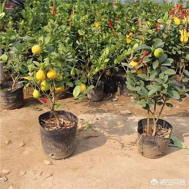 盆栽的檸檬坐果後,為什麼一直落果?