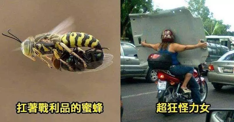 6張即使你已經活一輩子也見不到的驚奇事物