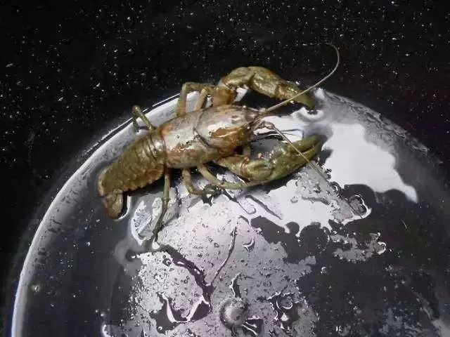 7張絕對會讓你第一眼看錯的照片。如果沒有說的話,你一定看不出來這些東西到底是什麼!