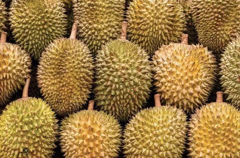 新加坡貓山王一個10新幣!最全買榴槤攻略