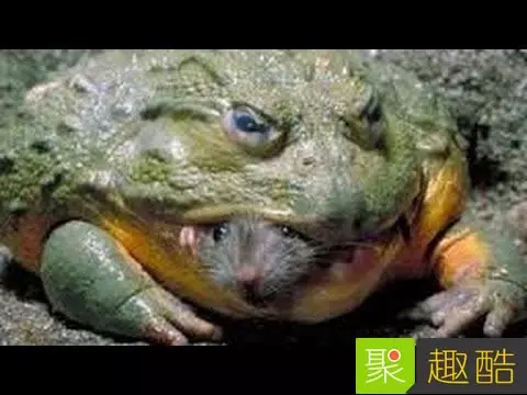 22張會讓你超後悔看到的「WTF照片」!#8 吃這個熱狗會得愛滋…