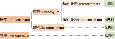 細膩而圖文並茂,這樣能準確認識各種蟹類了吧