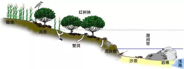 細膩而圖文並茂,這樣能準確認識各種蟹類了吧