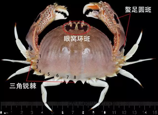 細膩而圖文並茂,這樣能準確認識各種蟹類了吧