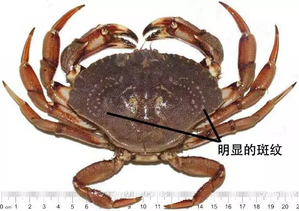 細膩而圖文並茂,這樣能準確認識各種蟹類了吧