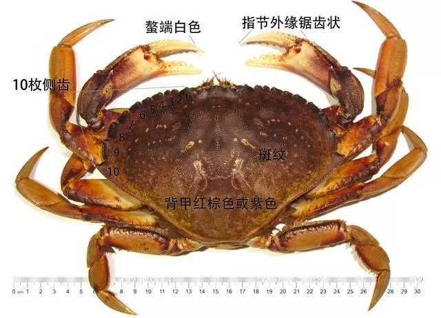 細膩而圖文並茂,這樣能準確認識各種蟹類了吧