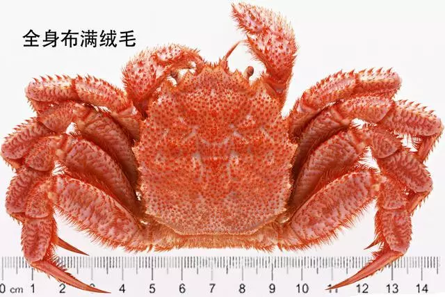 細膩而圖文並茂,這樣能準確認識各種蟹類了吧