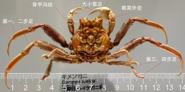 細膩而圖文並茂,這樣能準確認識各種蟹類了吧