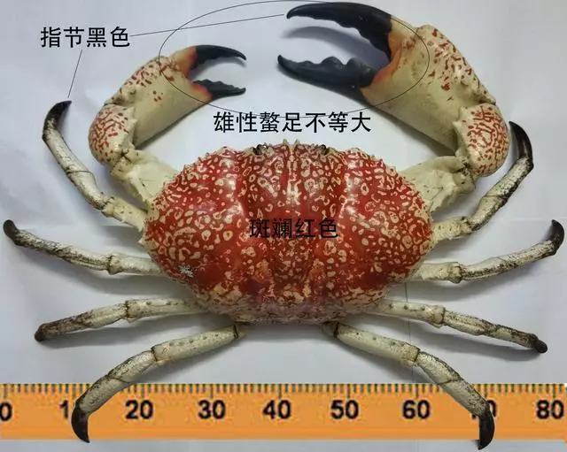 細膩而圖文並茂,這樣能準確認識各種蟹類了吧