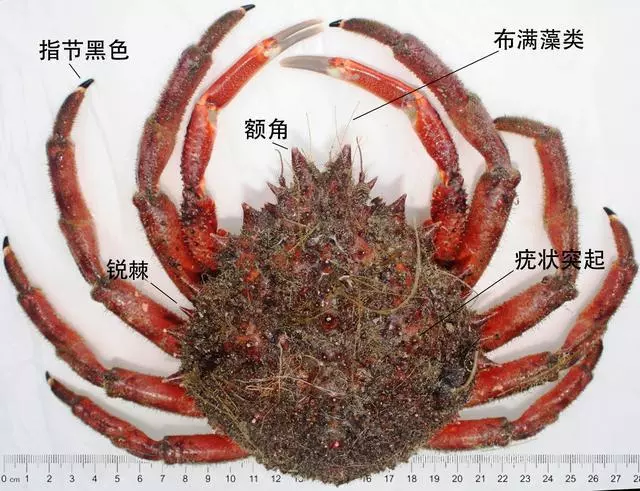 細膩而圖文並茂,這樣能準確認識各種蟹類了吧