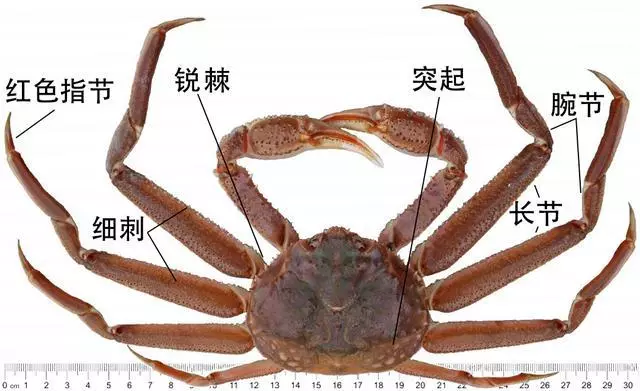 細膩而圖文並茂,這樣能準確認識各種蟹類了吧