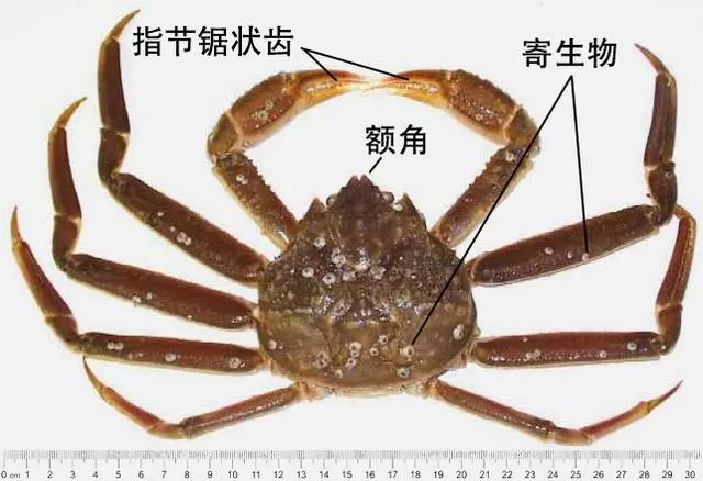 細膩而圖文並茂,這樣能準確認識各種蟹類了吧