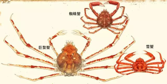 細膩而圖文並茂,這樣能準確認識各種蟹類了吧